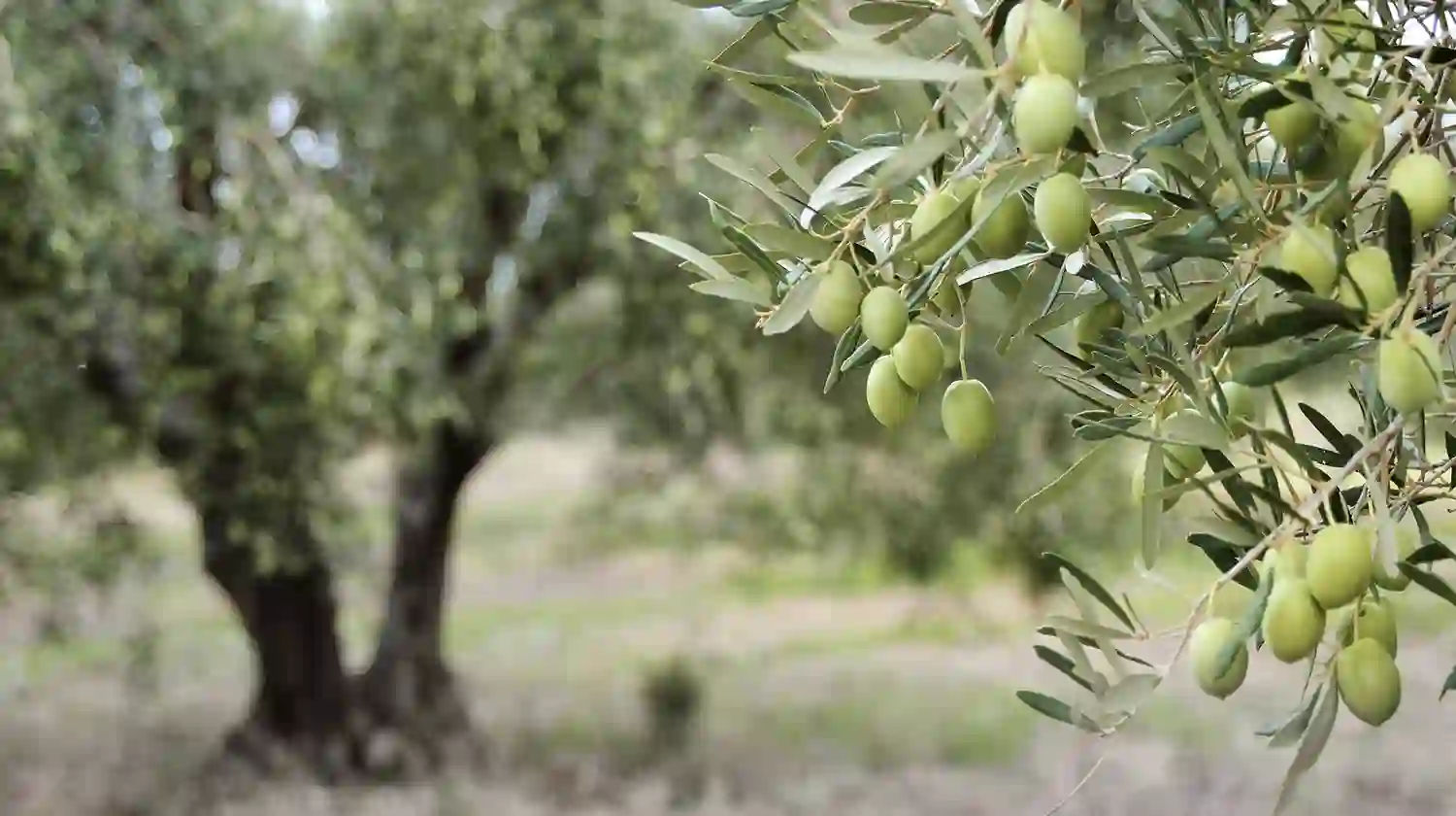Cura e manutenzione di oliveti
